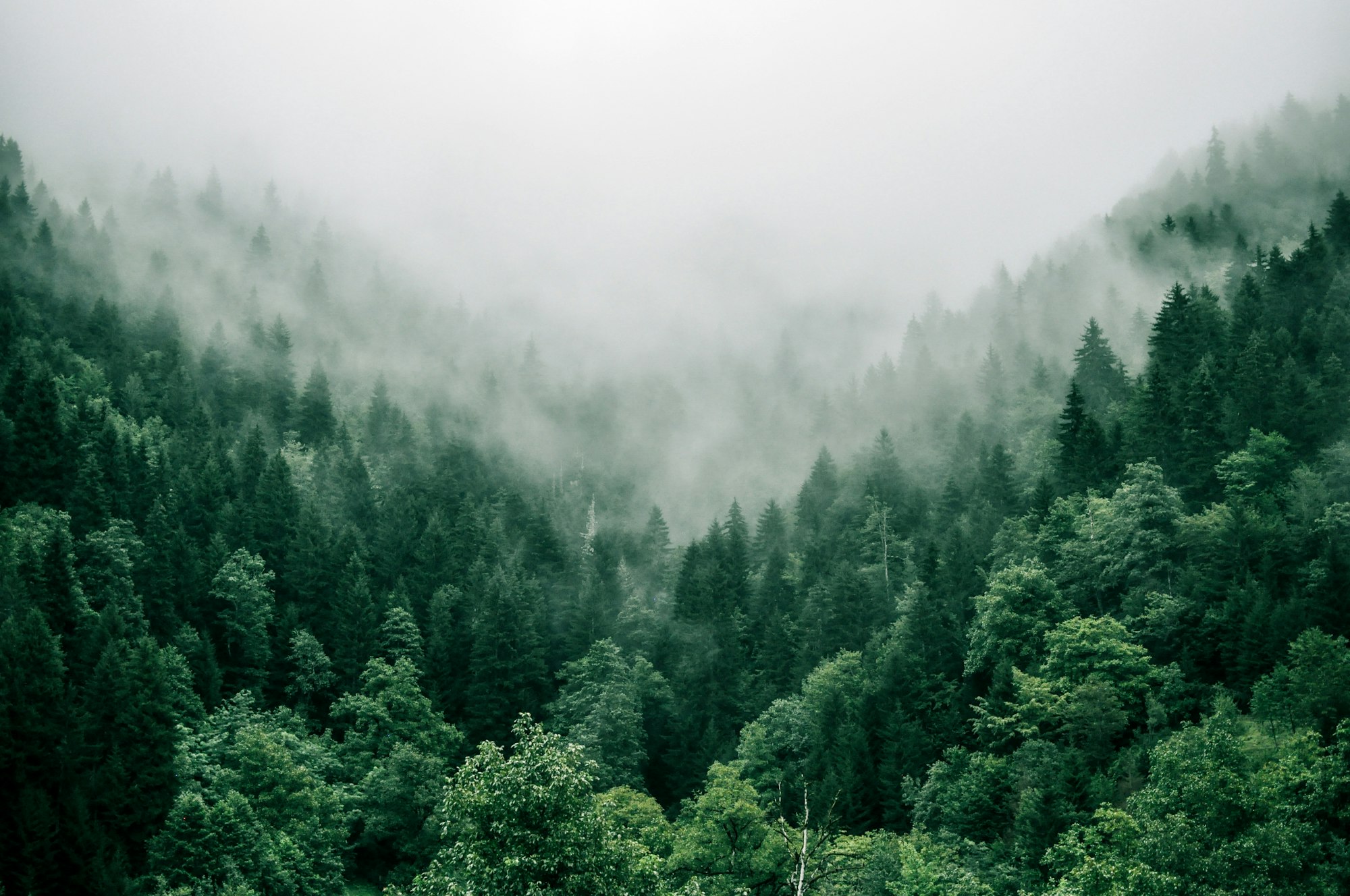 Agriculture & Forestry